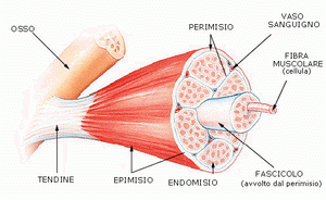 muscolo-scheletrico